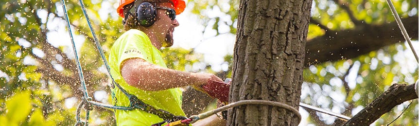 tree removal Melbourne