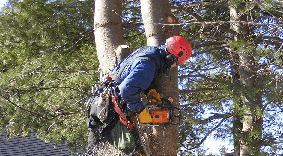 tree removal specialists