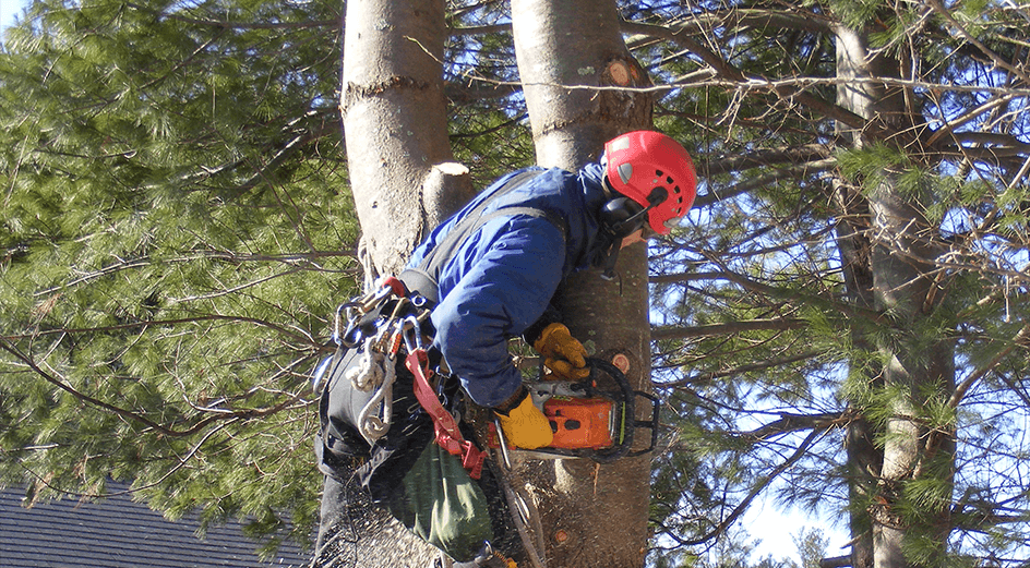 Melbourne tree being removed