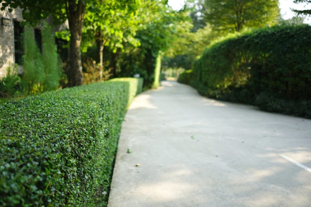 Hedge trimming in Melbourne