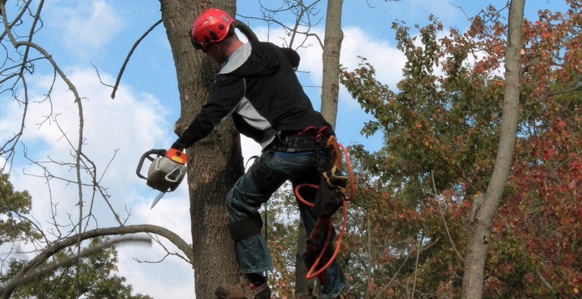PC Tree Services Why You Might Hire A Tree Removal Melbourne Company?